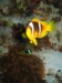 clown fish.jpg